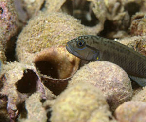 The cichlid fish Telmatochromis temporalis is found in Lake Tanganyika in East Africa