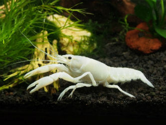 White Specter Crayfish photo by InvertObsession  